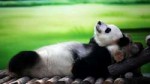 1369460603panda-1.jpg