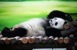 panda-china-draw-me-like-752x501.jpg