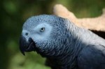 african-grey-parrot-wallpaper-4k.jpg