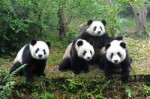 beautiful-pics-images-pictures-of-great-panda-21.jpg