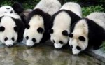 236803-beautiful-panda-background-1920x1200.jpg