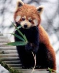 800px-AilurusfulgensRoterPandaLesserPanda.jpg