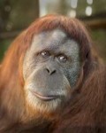 orangutan38.jpg