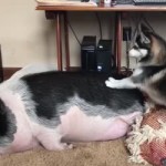 dog and pig.mp4