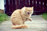 laughing-cat.jpg