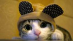 Cute-Cats-High-Resolution-Wallpaper2.jpg