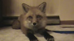 Fox.webm