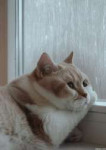 sad-cat-gif-14.gif