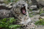 snow-leopard-9732441920.jpg