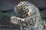 snow-leopard-700241920.jpg