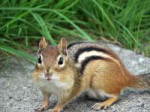 chipmunk-2192456960720.jpg