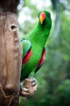 cute-green-parrot-2353x354377162.jpg