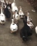 duckjazz.mp4