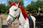 depositphotos47910647-stock-photo-red-hair-horse.jpg