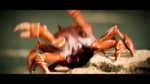 Crab Rave.webm