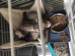 2019-02-22 ferret2.jpg