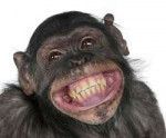 MonkeysSnoutTeeth470544.jpg