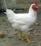 200px-Pollobroiler.jpg