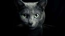 black-cat-full-hd-background1