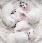 cat+kittens+30D74867975E.gif