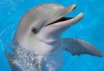 150218144801dolphineshappy624x351thinkstock.jpg