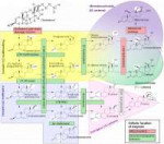 Steroidogenesis.svg.png