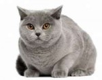 1350948-british-shorthair-cat-450x356.jpg