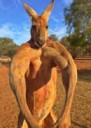 muscleboundkangaroo03