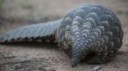 pangolin3