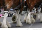 horse-team-hooves-and-fetlocks-stock-image-560610.jpg