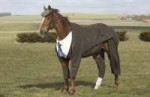 horseinsuit2.jpg