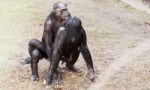 bonobos-mating.jpg