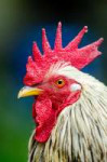 portraitbirdchickenzoobokehhuhnroostertierpark-191267.jpg