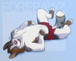 c1469995156.forepawzforepawzdogcommission.png