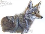 coy1448060181.redcoatcat9x12coyotestudy