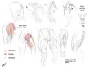 1290338653.trogananatomyhips5musclehamstrings.jpg