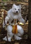 758012269needlefeltedwolfkamotsbyYuliaLeonovich.jpg