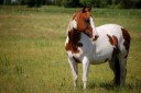 American-Paint-Horse-Wallpaper.jpg