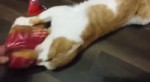 borya the hungry cat.webm