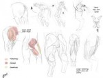 1290338653.trogananatomyhips5musclehamstrings.jpg