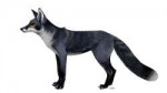 feral1604786536.skiavulpesperegrinus.png