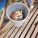 bucketfox.png