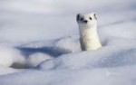 ermine.jpg