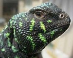 uromastyx-black-green.jpg