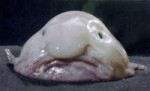 Blobfish-slime-carpet-surface.jpg.638x0q80crop-smart.jpg