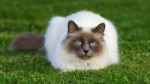 siamese-cat-pictures-min.jpg