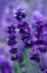 imperial-gem-lavender.jpg