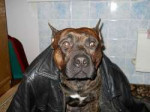 VH-Random-leather-jacket-dog.jpg