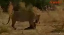 lioness.webm