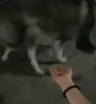 dog paw.webm